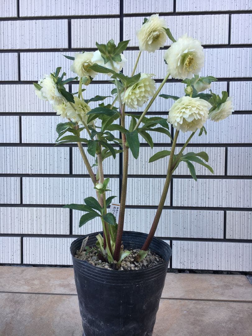 認定株ホワイトアフロディーテ　クリスマスローズ 加藤農園　成熟株　札つき