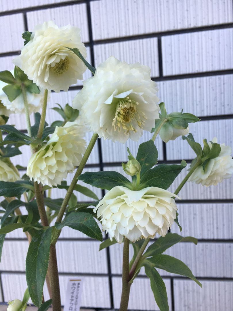 認定株ホワイトアフロディーテ　クリスマスローズ 加藤農園　成熟株　札つき