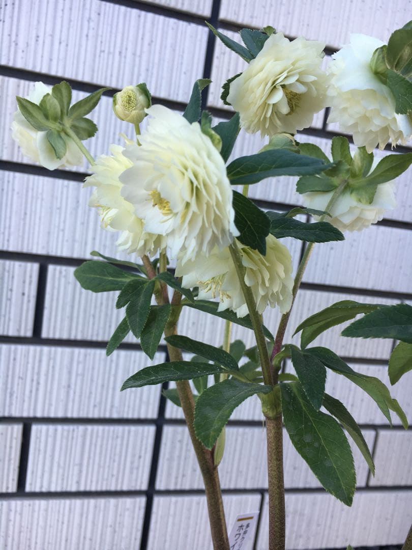 認定株ホワイトアフロディーテ　クリスマスローズ 加藤農園　成熟株　札つき