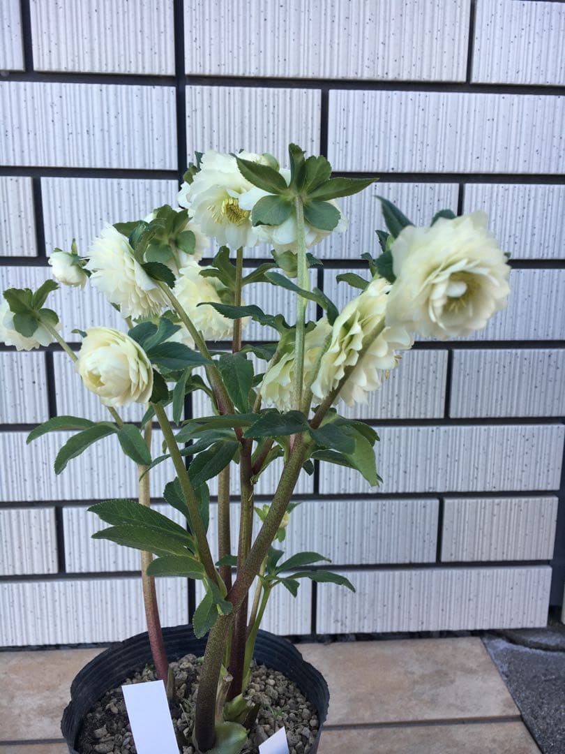 認定株ホワイトアフロディーテ　クリスマスローズ 加藤農園　成熟株　札つき