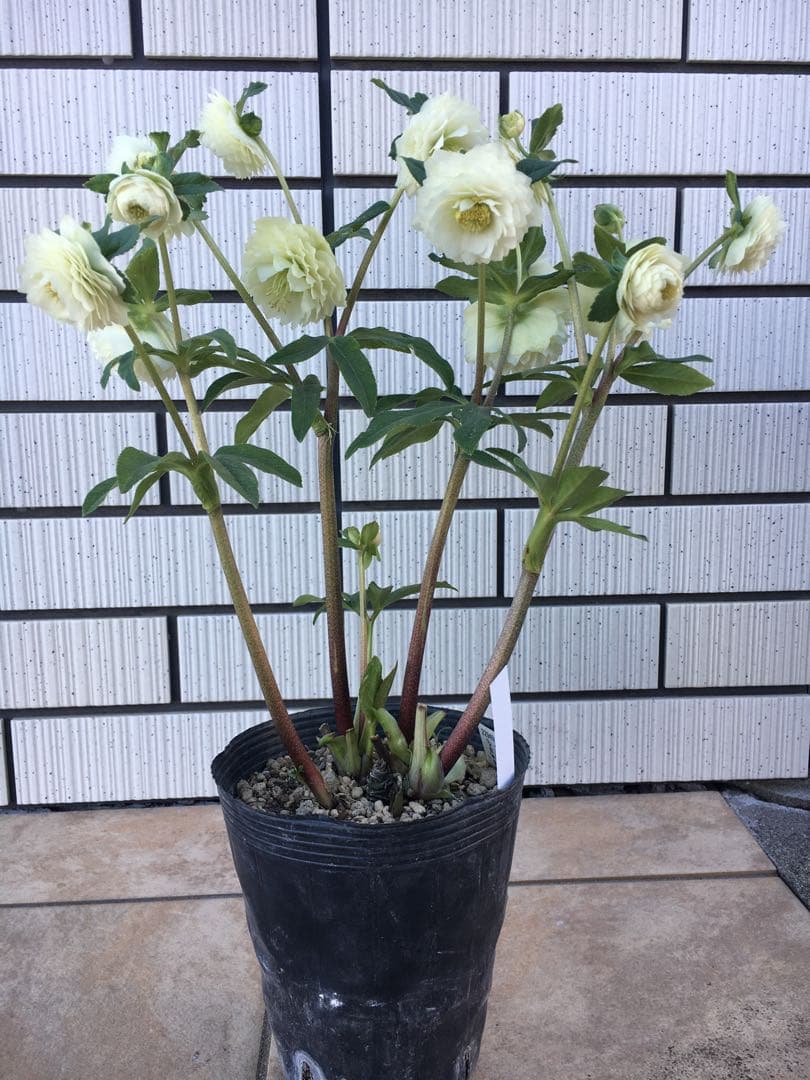 認定株ホワイトアフロディーテ　クリスマスローズ 加藤農園　成熟株　札つき