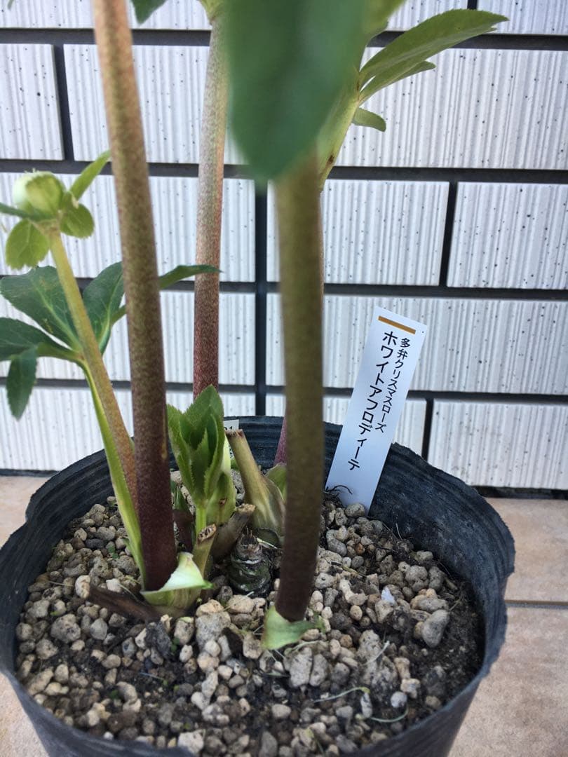 認定株ホワイトアフロディーテ　クリスマスローズ 加藤農園　成熟株　札つき