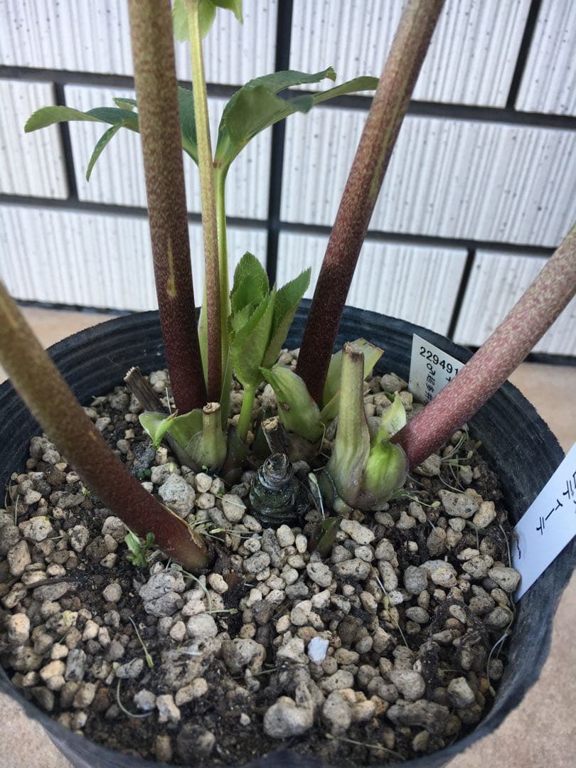 認定株ホワイトアフロディーテ　クリスマスローズ 加藤農園　成熟株　札つき