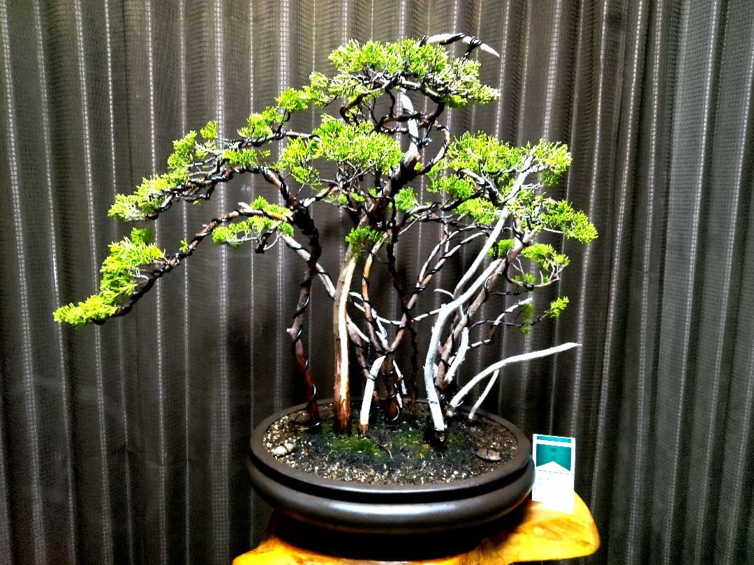 【樹 52㎝糸魚川真柏盆栽】　　⭕真柏林圧巻、神、舎利❗