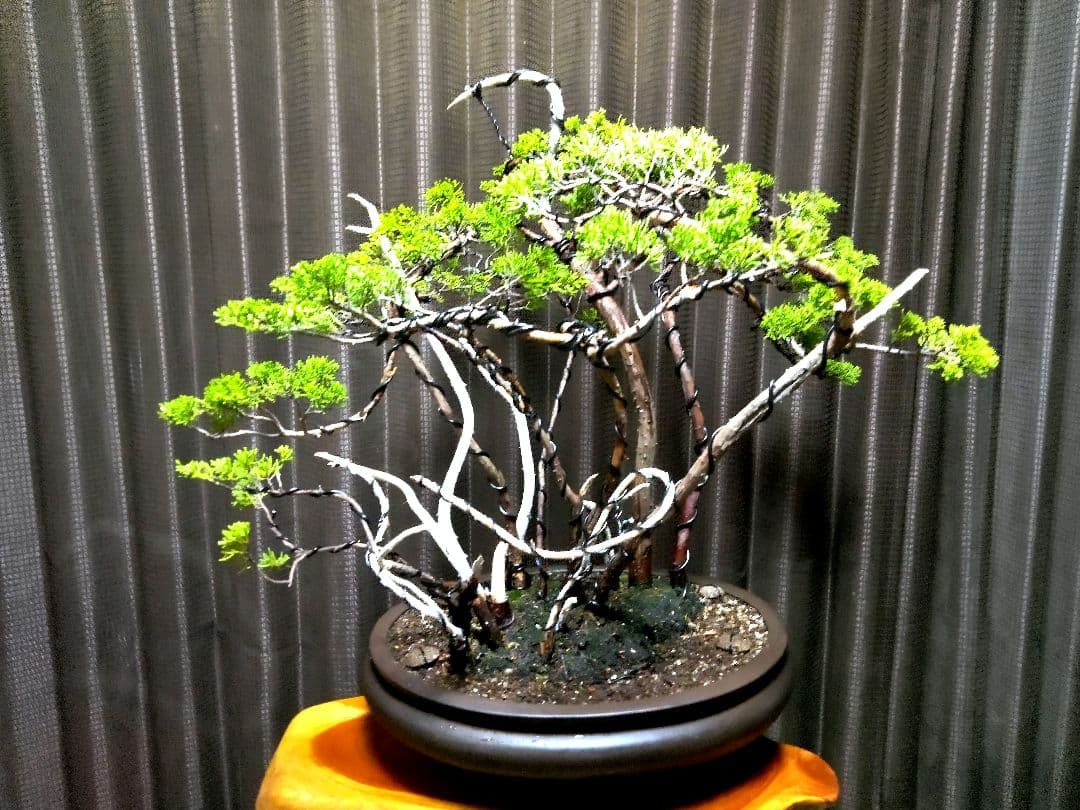 【樹 52㎝糸魚川真柏盆栽】　　⭕真柏林圧巻、神、舎利❗