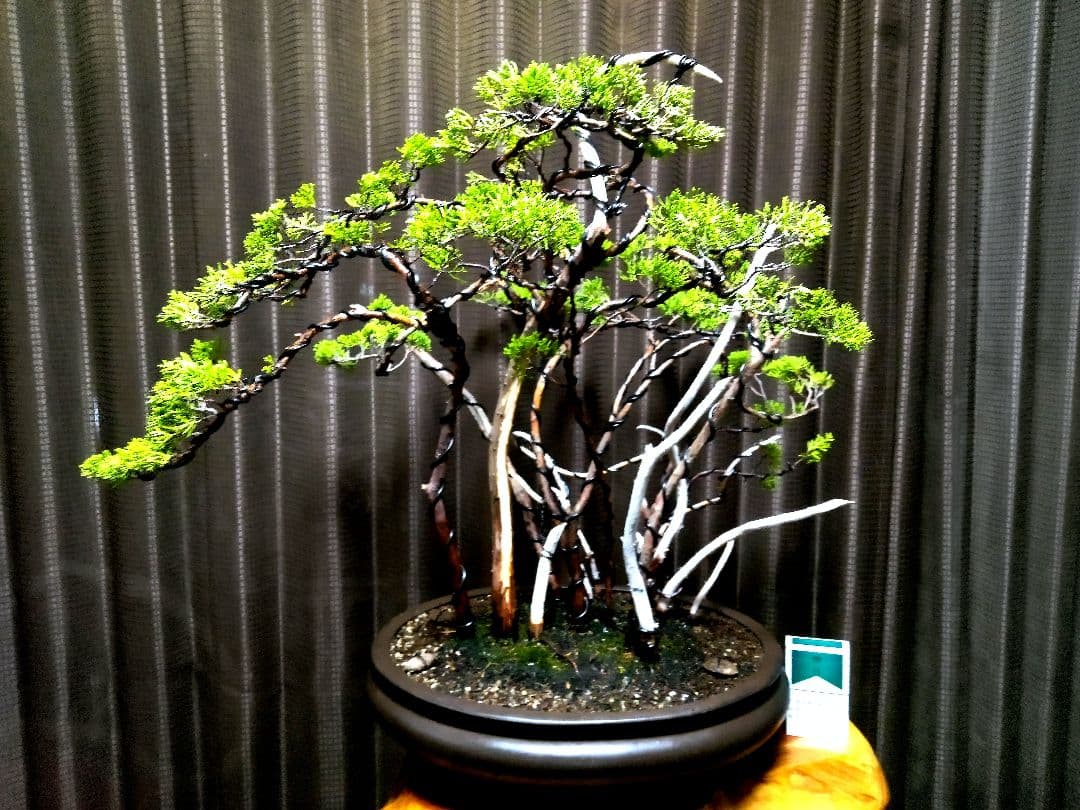 【樹 52㎝糸魚川真柏盆栽】　　⭕真柏林圧巻、神、舎利❗