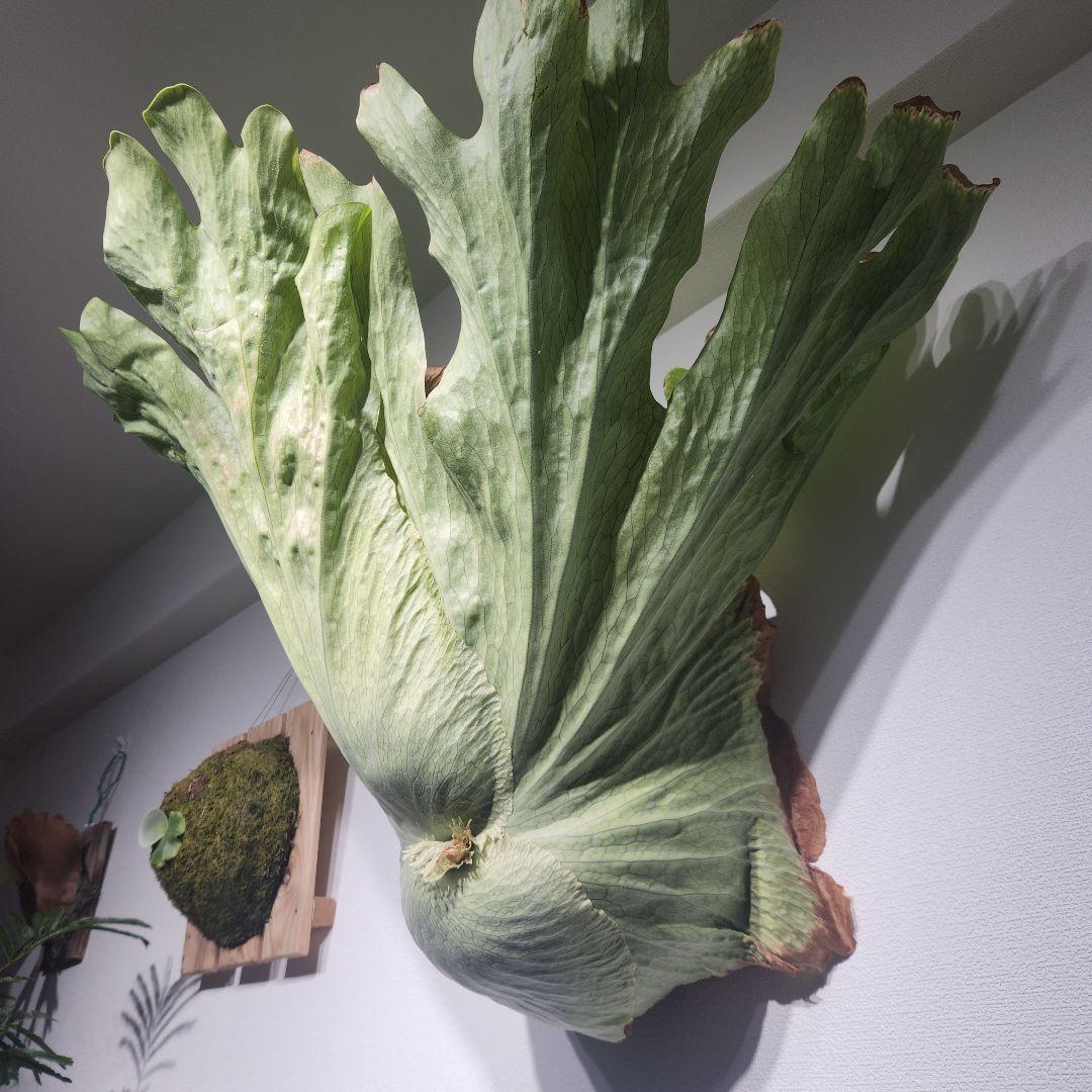 ビカクシダ ワンダエ　Platycerium wandae