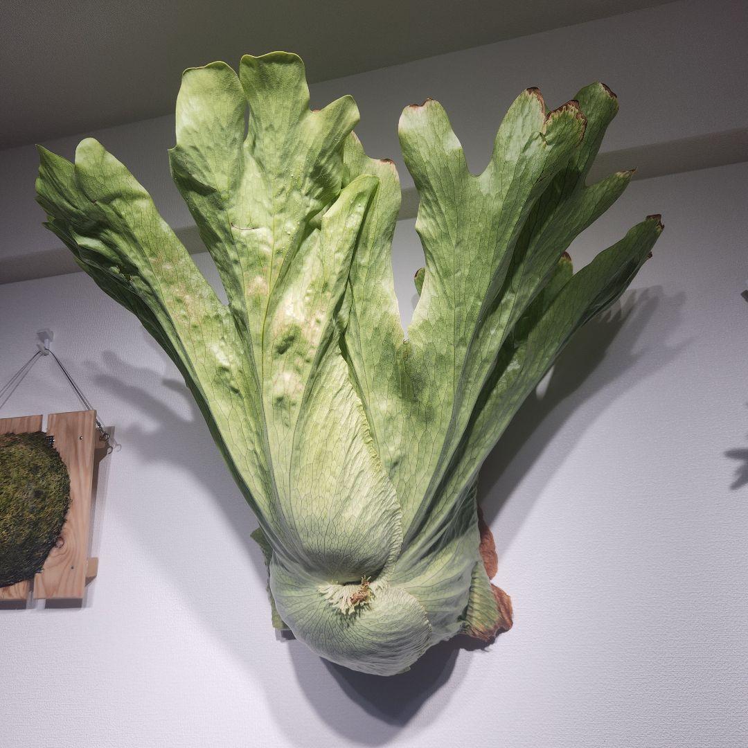 ビカクシダ ワンダエ　Platycerium wandae