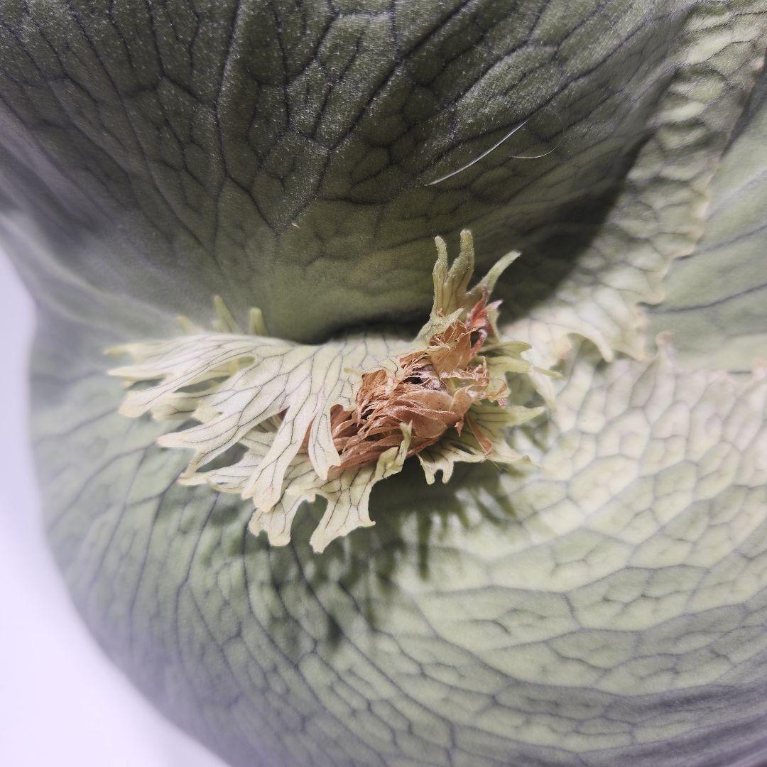 ビカクシダ ワンダエ　Platycerium wandae