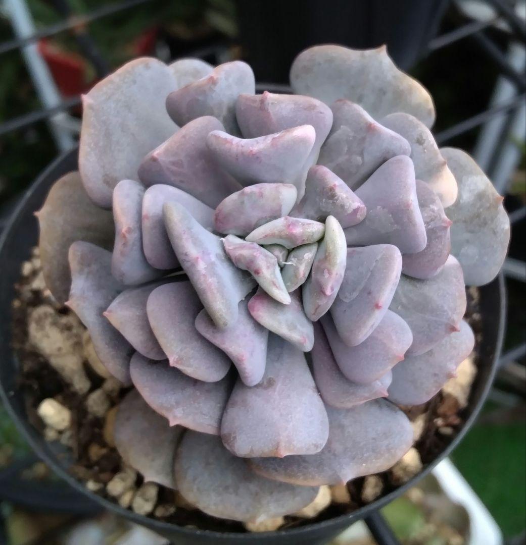 専用です♪　　　　　　肉植物　キュービックフロスト錦　抜き苗