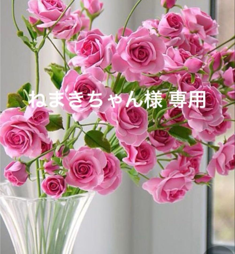 サルート D65/M 3点セット 66G TU リオのカーニバル