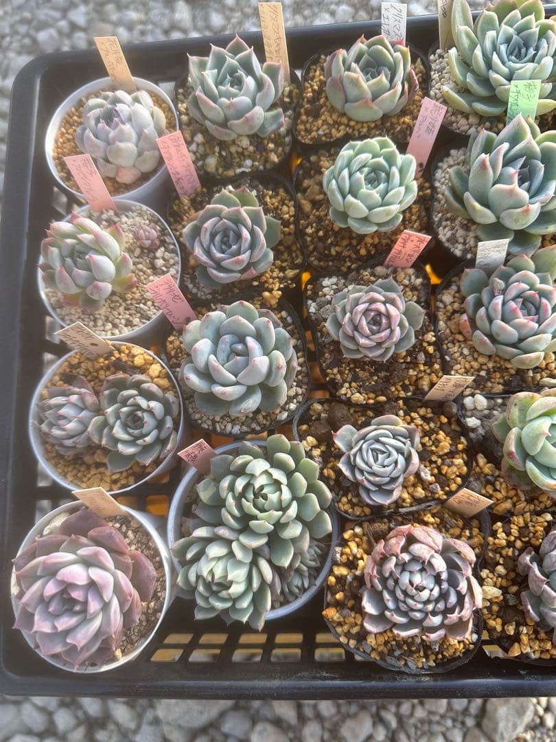 多肉植物セット☆メルカリ便匿名配送