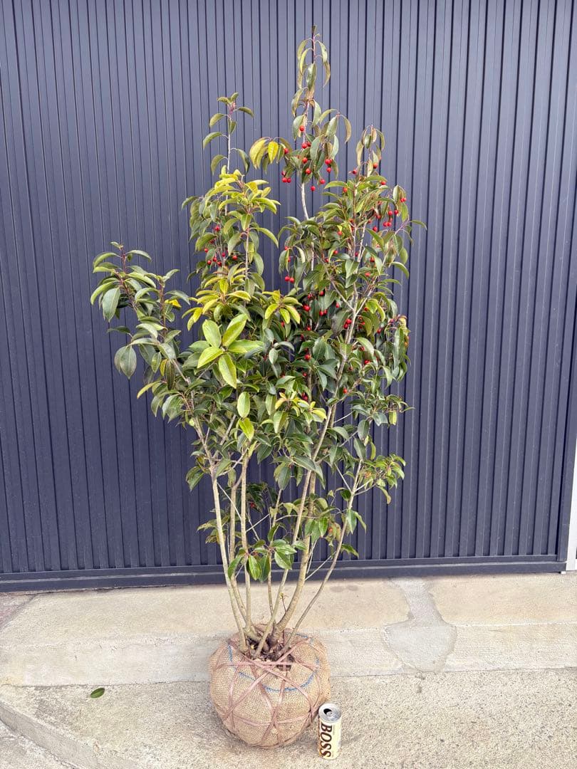 ◆ソヨゴ◆常緑樹◆複数株立◆雌株◆赤い実いっぱい‼️◆③