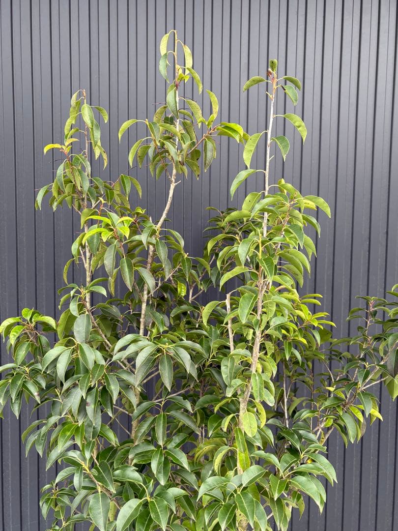 ◆ソヨゴ◆常緑樹◆複数株立◆雌株◆赤い実いっぱい‼️◆③