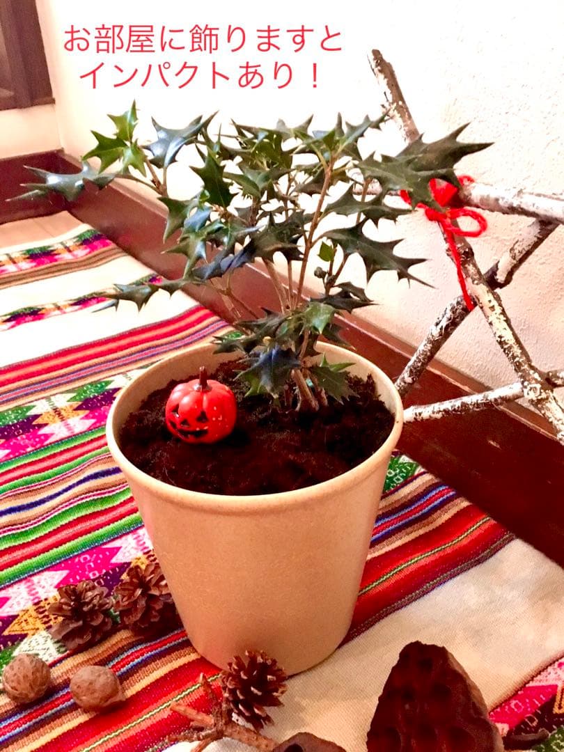 【完売】天然＊野生の可愛い柊さん/ひいらぎ/大サイズ/ハロウィンやクリスマスに