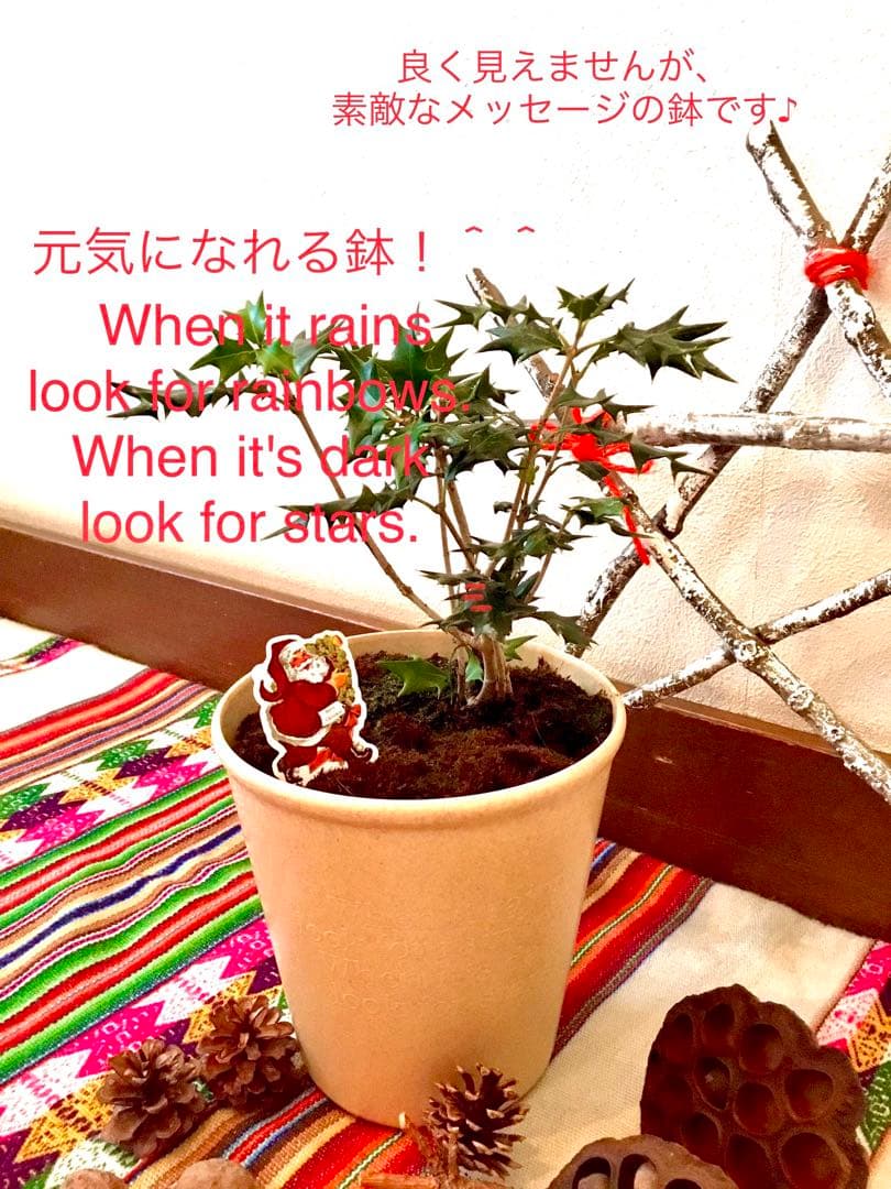 【完売】天然＊野生の可愛い柊さん/ひいらぎ/大サイズ/ハロウィンやクリスマスに