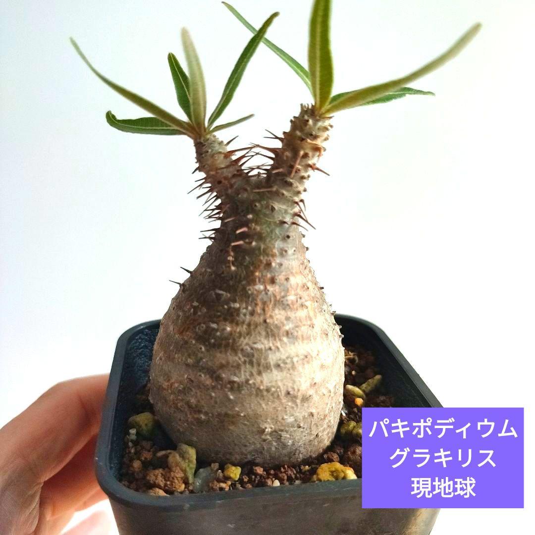 パキポディウム　グラキリス　現地球【匿名配送】手乗り