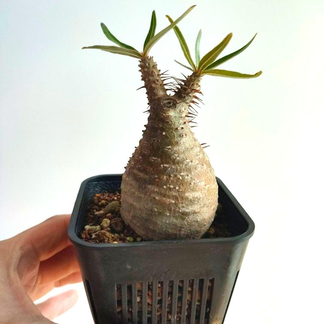 パキポディウム　グラキリス　現地球【匿名配送】手乗り