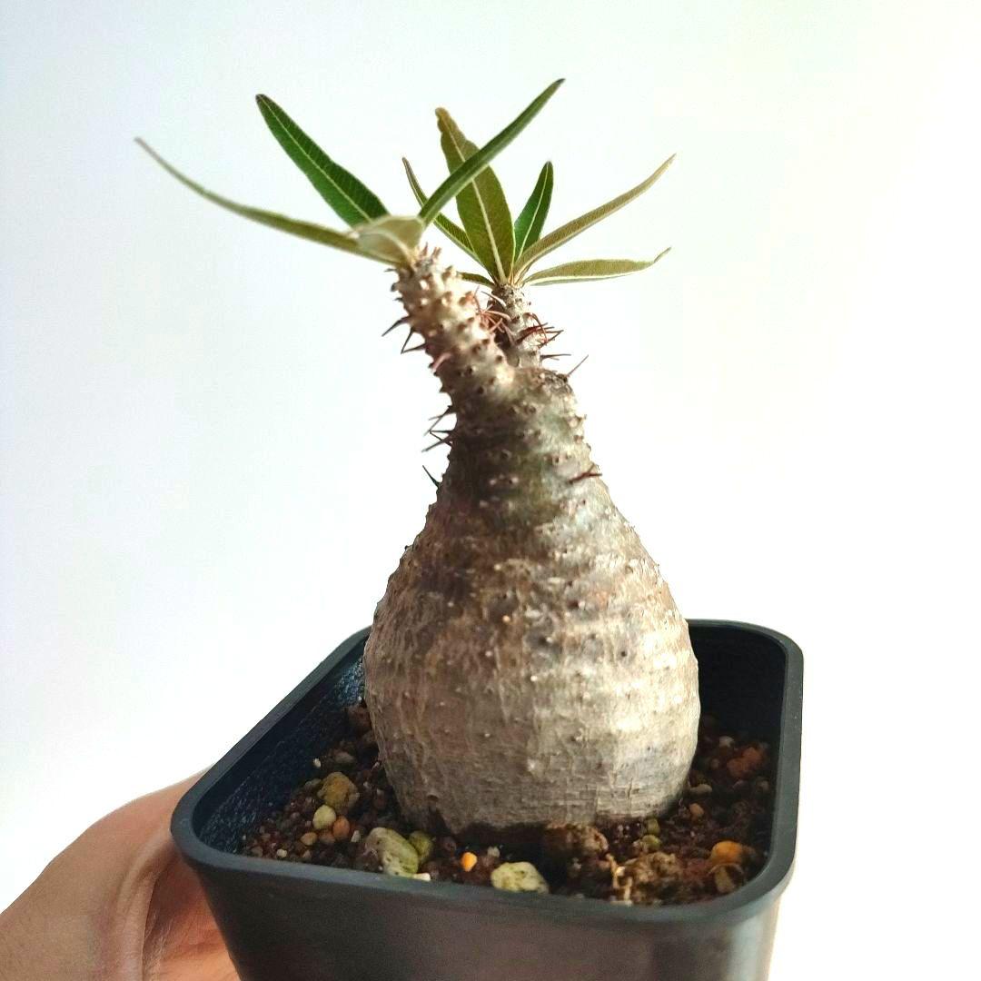 パキポディウム　グラキリス　現地球【匿名配送】手乗り