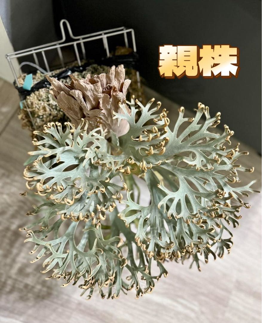 ビカクシダP.willinckii Dwarf Nook sporeドワーフ特選