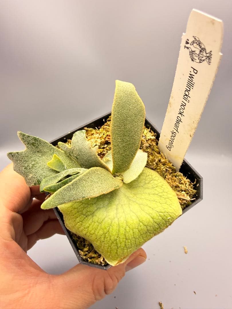 ビカクシダP.willinckii Dwarf Nook sporeドワーフ特選