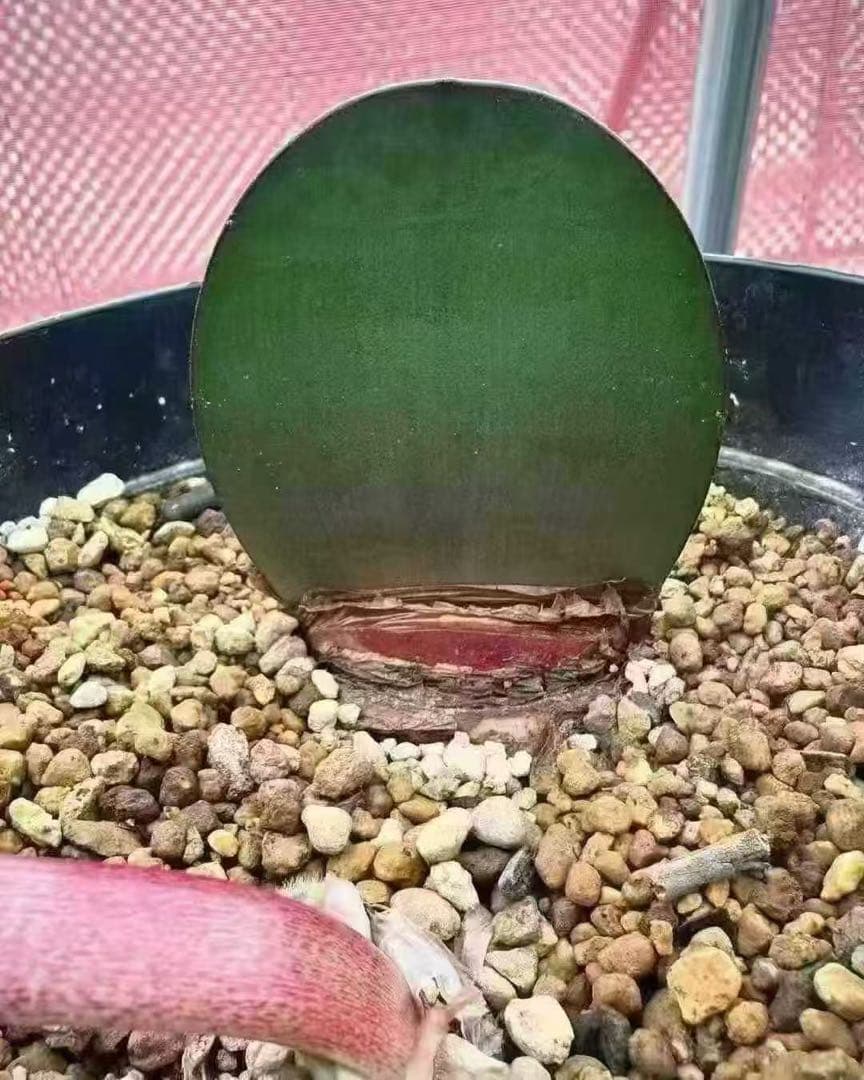 519珍奇植物ハエマンサス ノルティエリHaemanthus nortieri