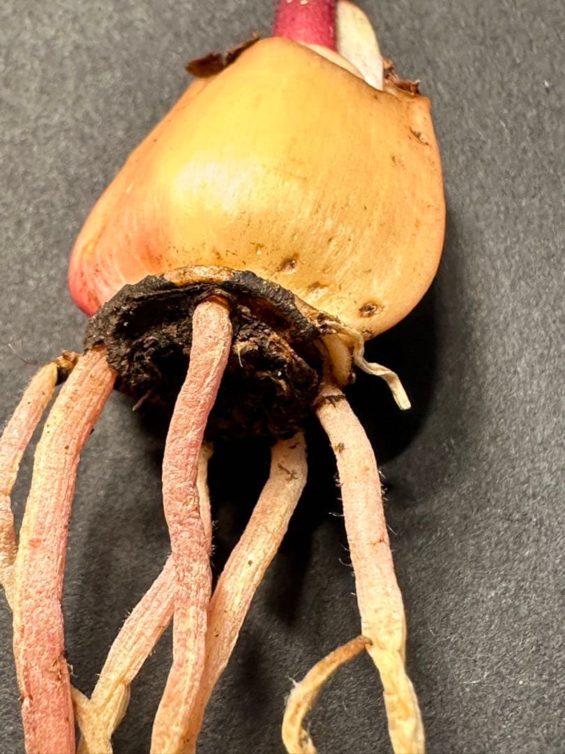 519珍奇植物ハエマンサス ノルティエリHaemanthus nortieri