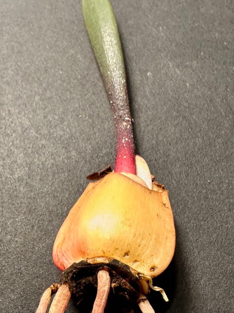 519珍奇植物ハエマンサス ノルティエリHaemanthus nortieri