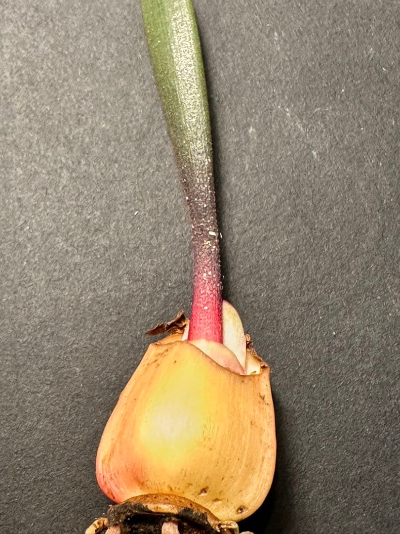 519珍奇植物ハエマンサス ノルティエリHaemanthus nortieri