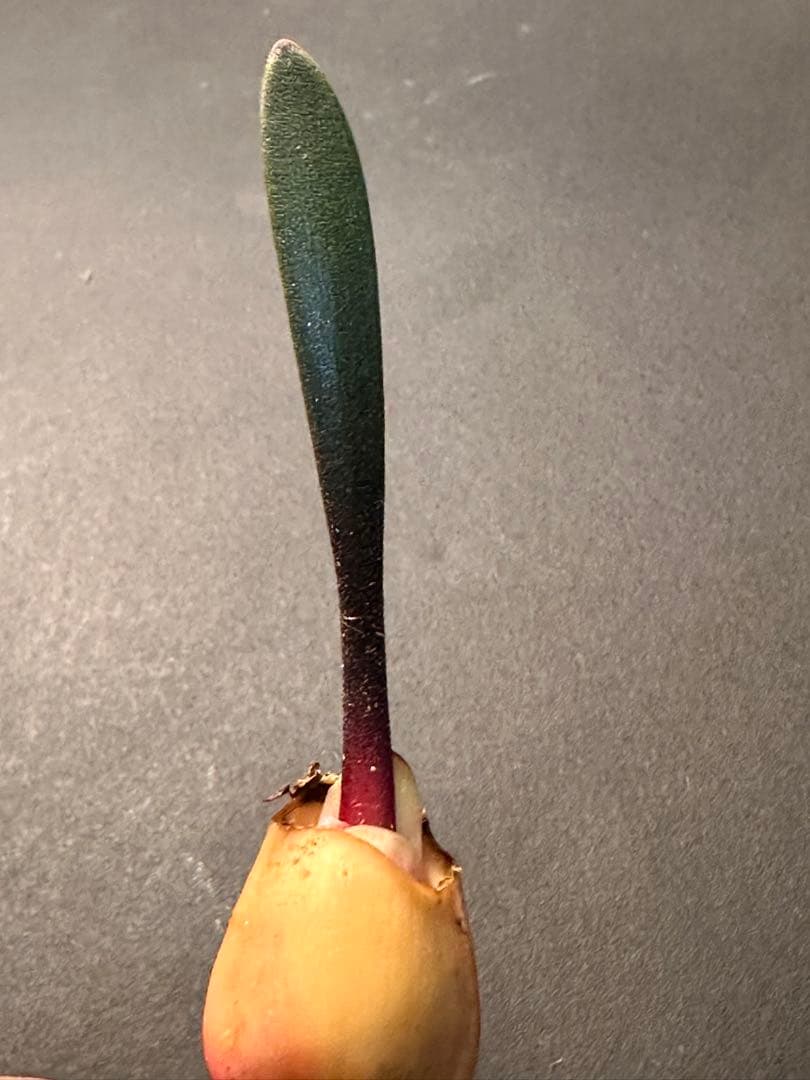 519珍奇植物ハエマンサス ノルティエリHaemanthus nortieri