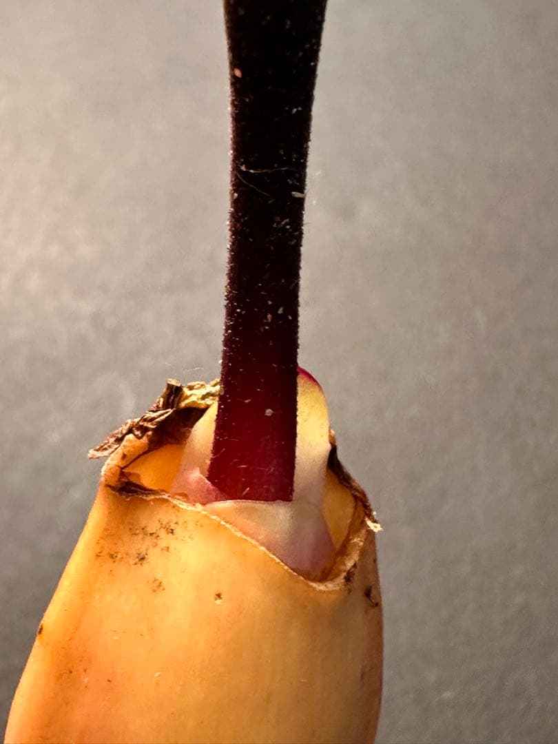 519珍奇植物ハエマンサス ノルティエリHaemanthus nortieri