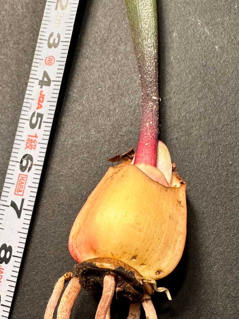 519珍奇植物ハエマンサス ノルティエリHaemanthus nortieri