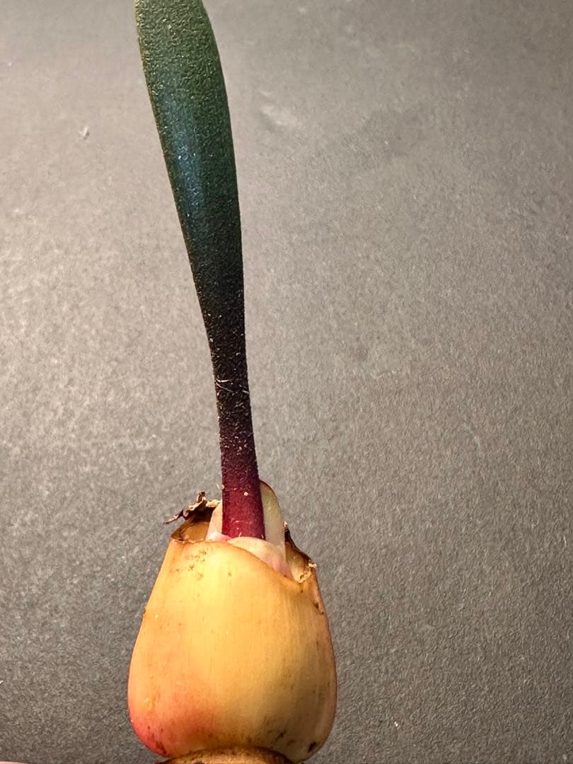 519珍奇植物ハエマンサス ノルティエリHaemanthus nortieri