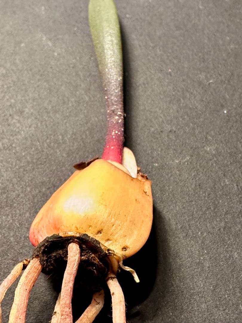 519珍奇植物ハエマンサス ノルティエリHaemanthus nortieri