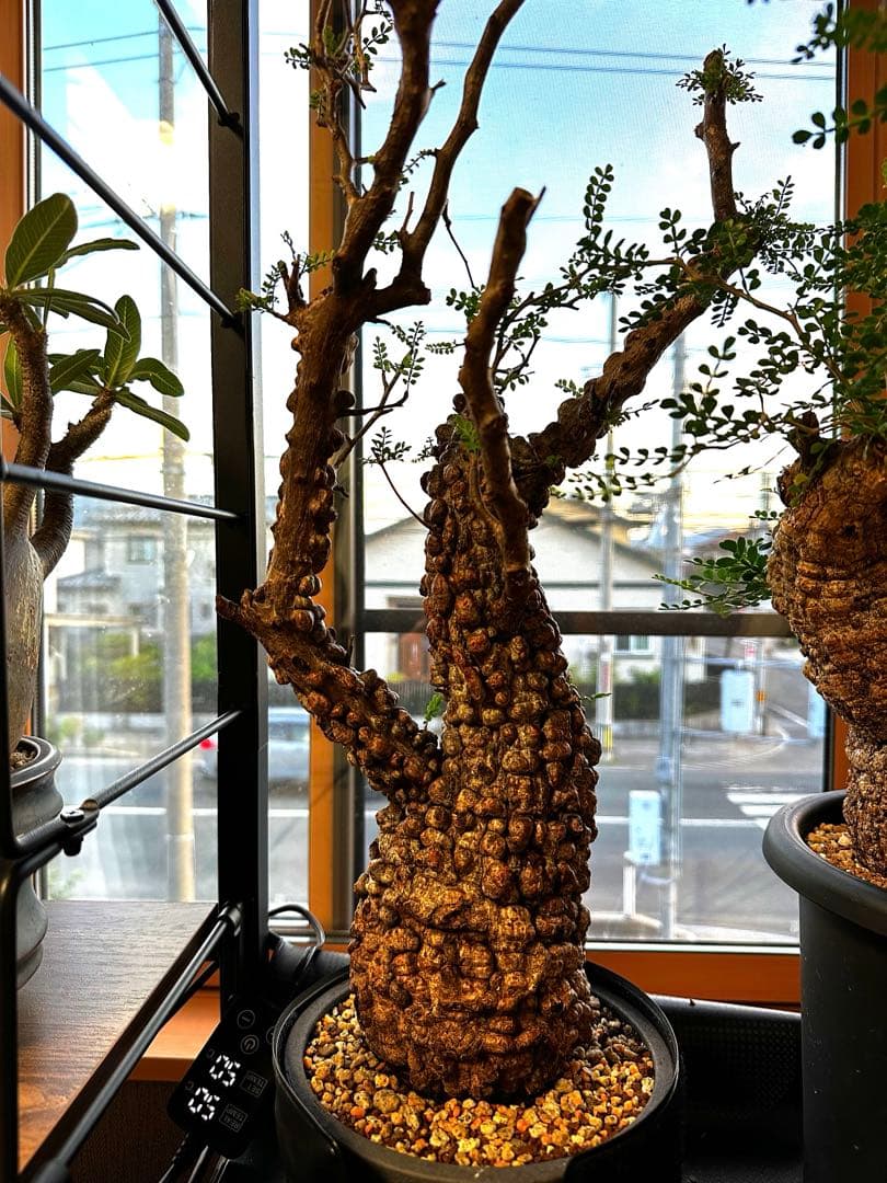 b*5様 オペルクリア パキプス 現地発根株 発根管理中 芽吹 枝形成 ボコ肌