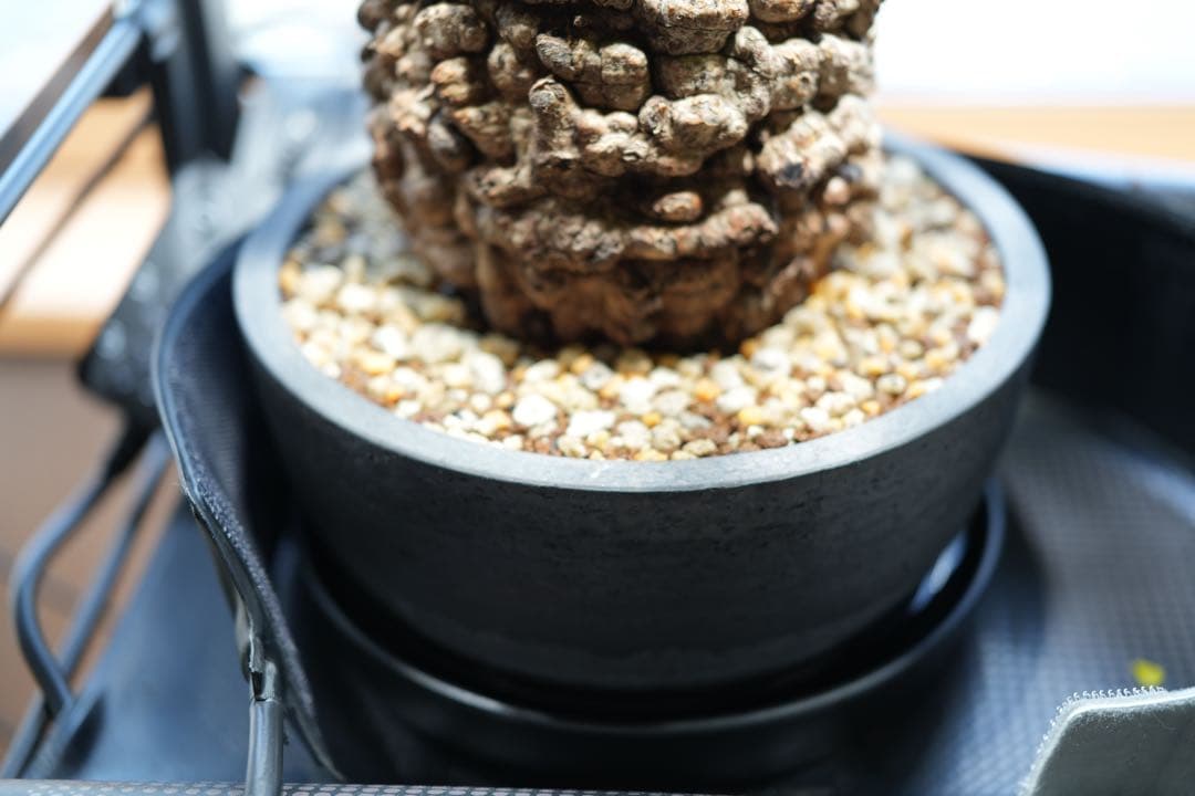 b*5様 オペルクリア パキプス 現地発根株 発根管理中 芽吹 枝形成 ボコ肌