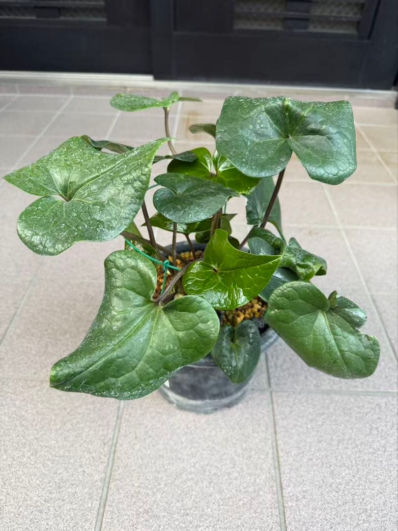 キンチャクカンアオイ 開花中　特大株　鉢ごと発送