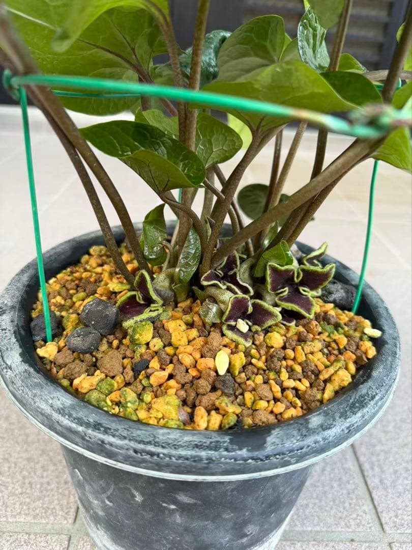 キンチャクカンアオイ 開花中　特大株　鉢ごと発送