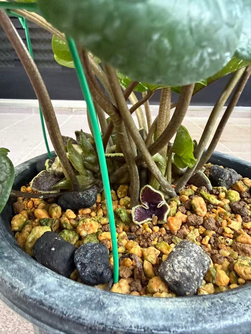 キンチャクカンアオイ 開花中　特大株　鉢ごと発送