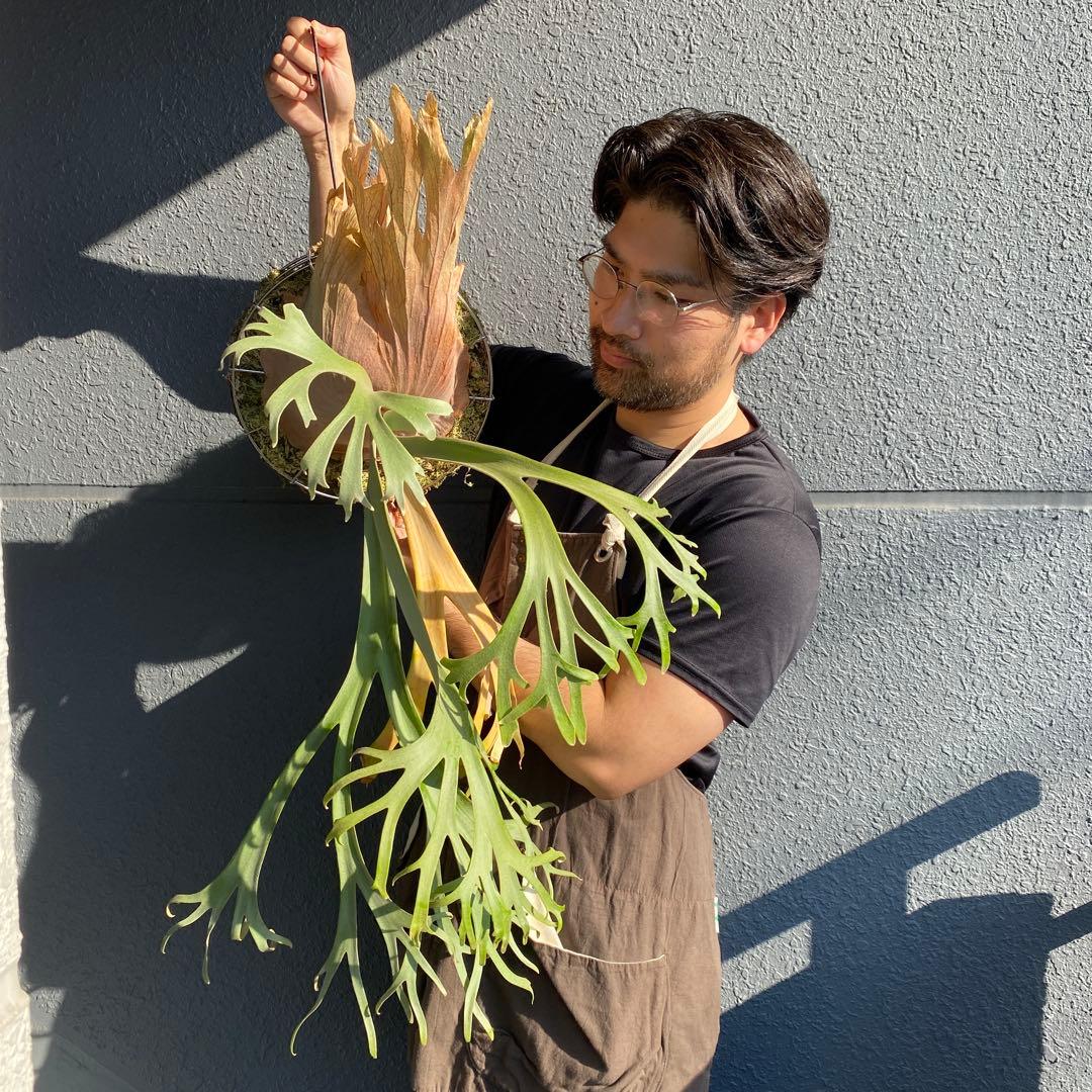 月光爪哇　親株　ビカクシダ・ムーンライト 【ペトペンチア】