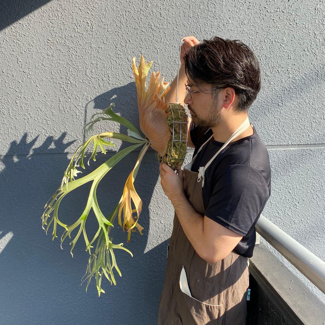 月光爪哇　親株　ビカクシダ・ムーンライト 【ペトペンチア】