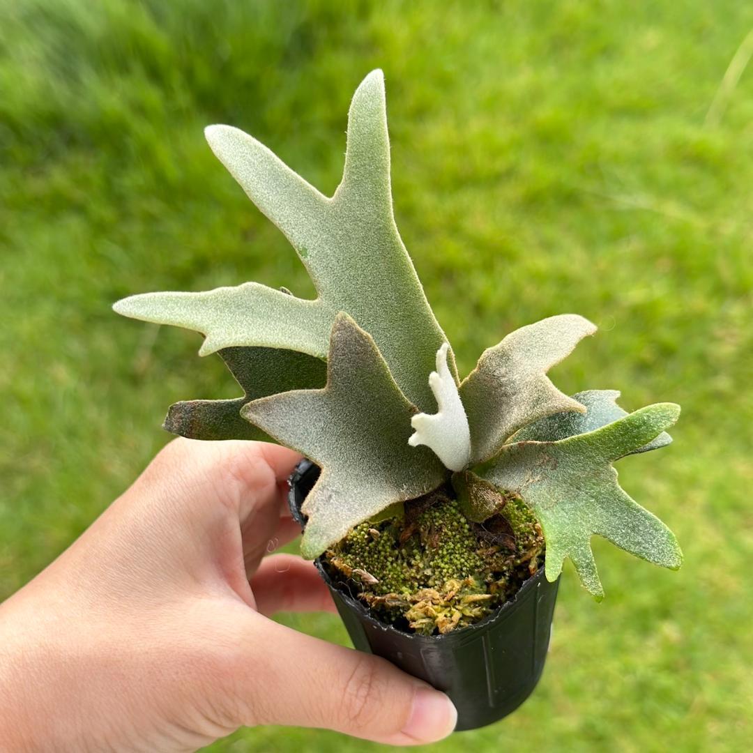 P. willinckii ’Jenny’ TC　2832