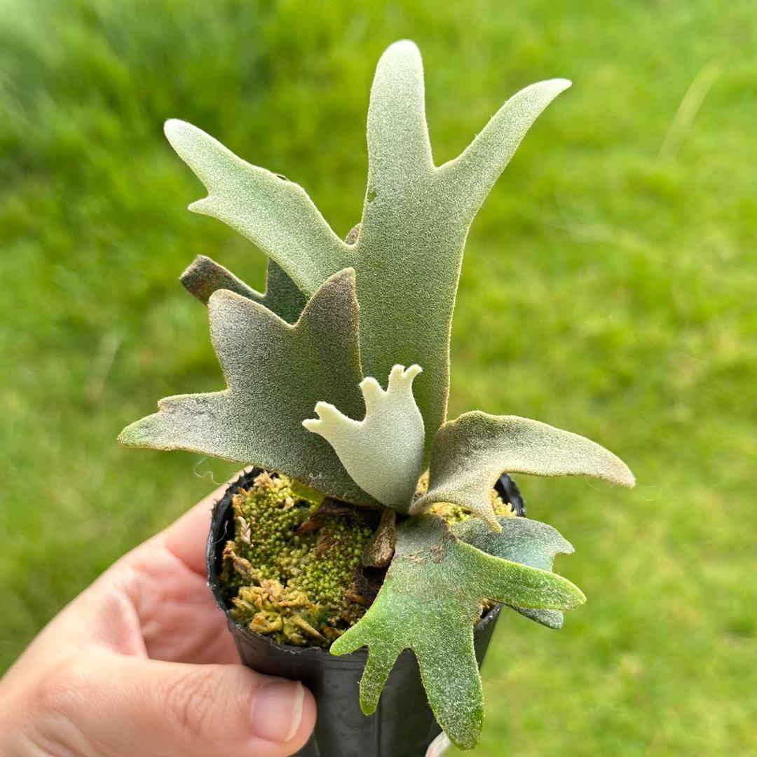 P. willinckii ’Jenny’ TC　2832