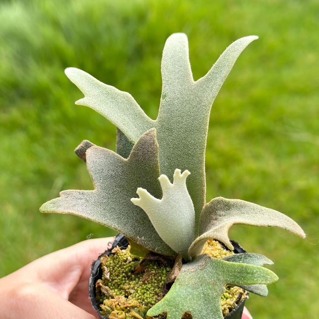 P. willinckii ’Jenny’ TC　2832