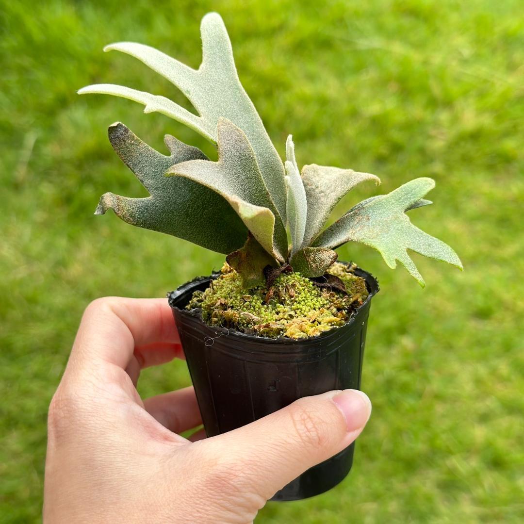 P. willinckii ’Jenny’ TC　2832