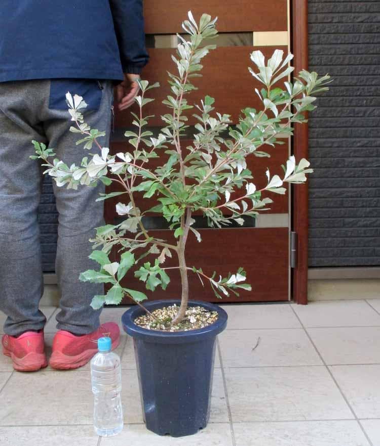 【現品】コーストバンクシア　Banksia integrifolia　８号　S8