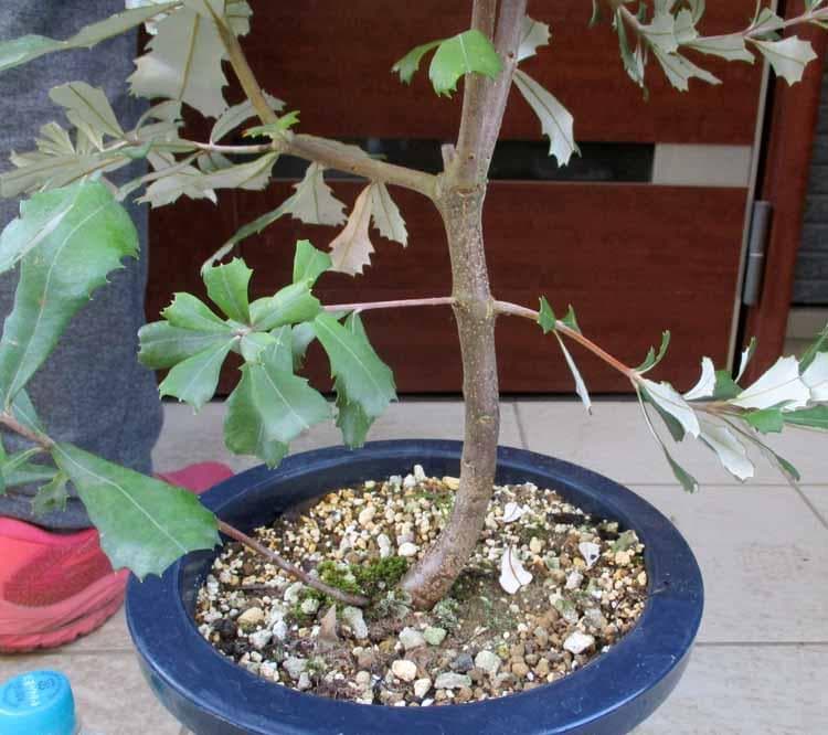 【現品】コーストバンクシア　Banksia integrifolia　８号　S8