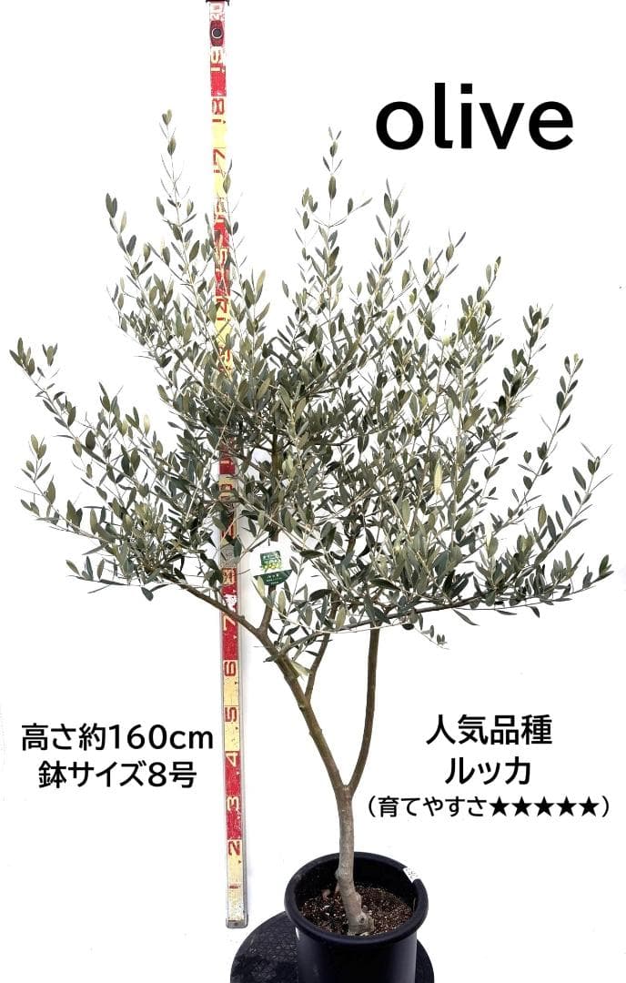 オリーブの木　ルッカ　8号　約160cm　K-283　人気品種　現品掲載