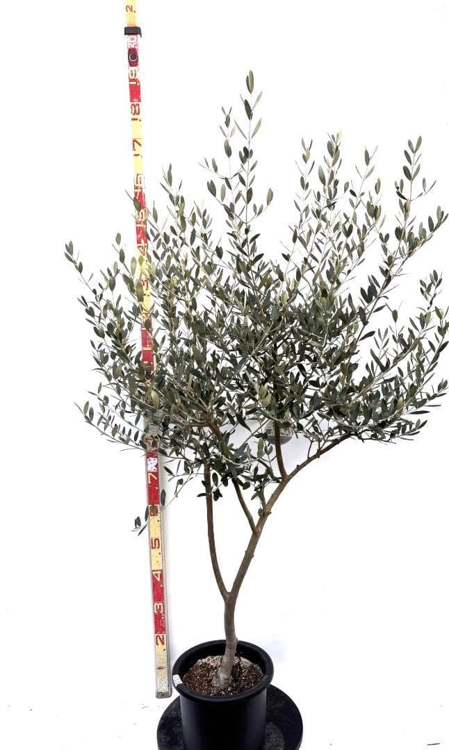 オリーブの木　ルッカ　8号　約160cm　K-283　人気品種　現品掲載
