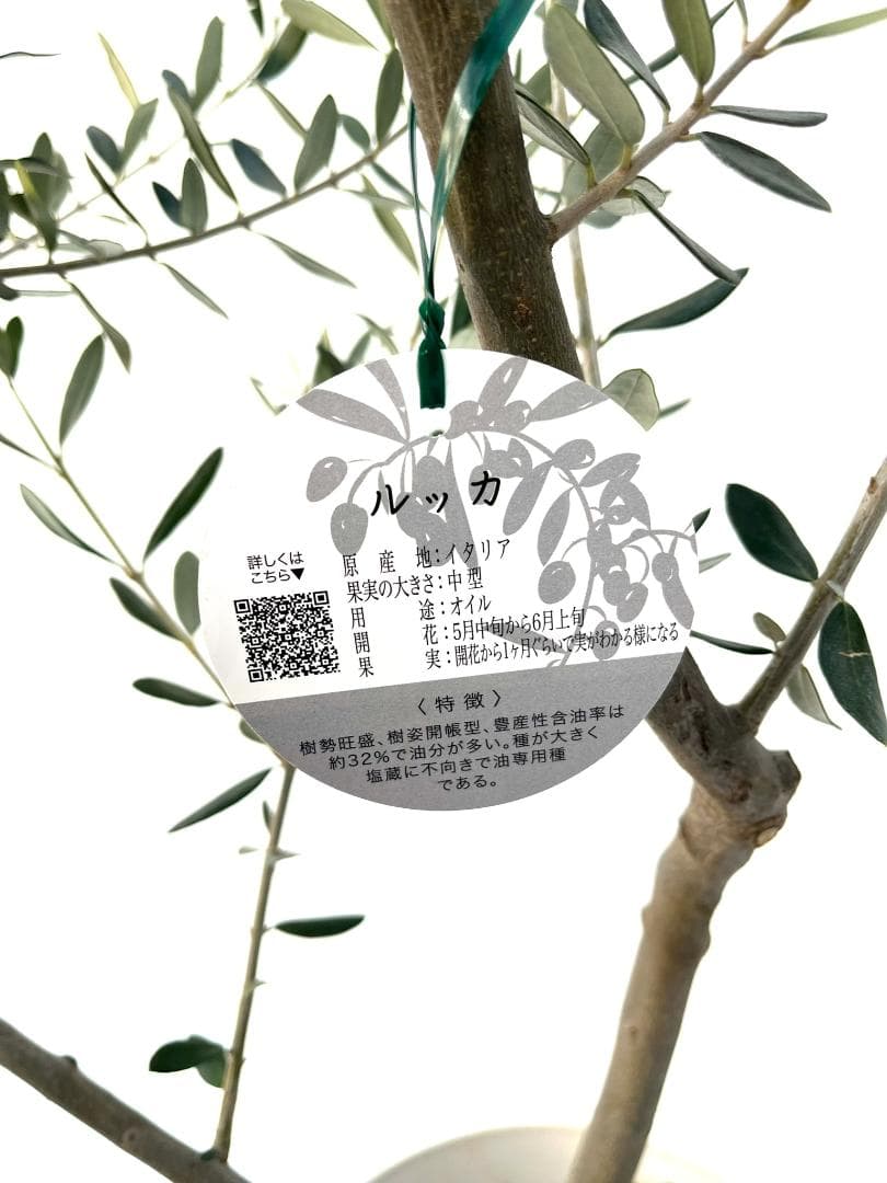 オリーブの木　ルッカ　8号　約160cm　K-283　人気品種　現品掲載